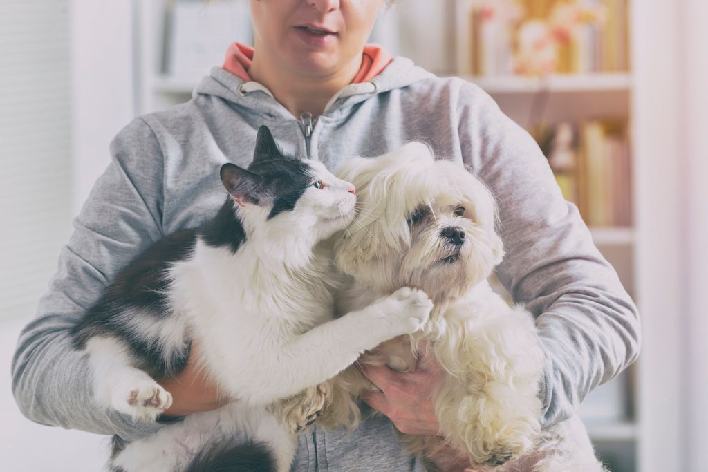 Lär dig hunden och kattens andningsfrekvens