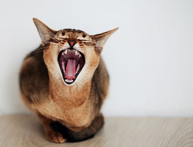 Katt som gapar. 