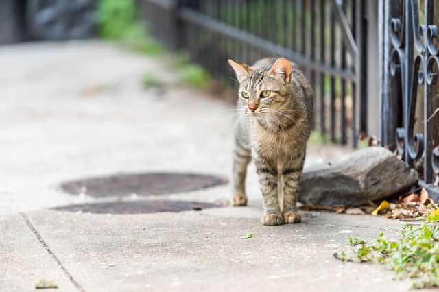 Katt går ute på en trottoar.