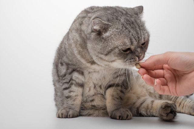 Katt får p-piller av sin ägare.
