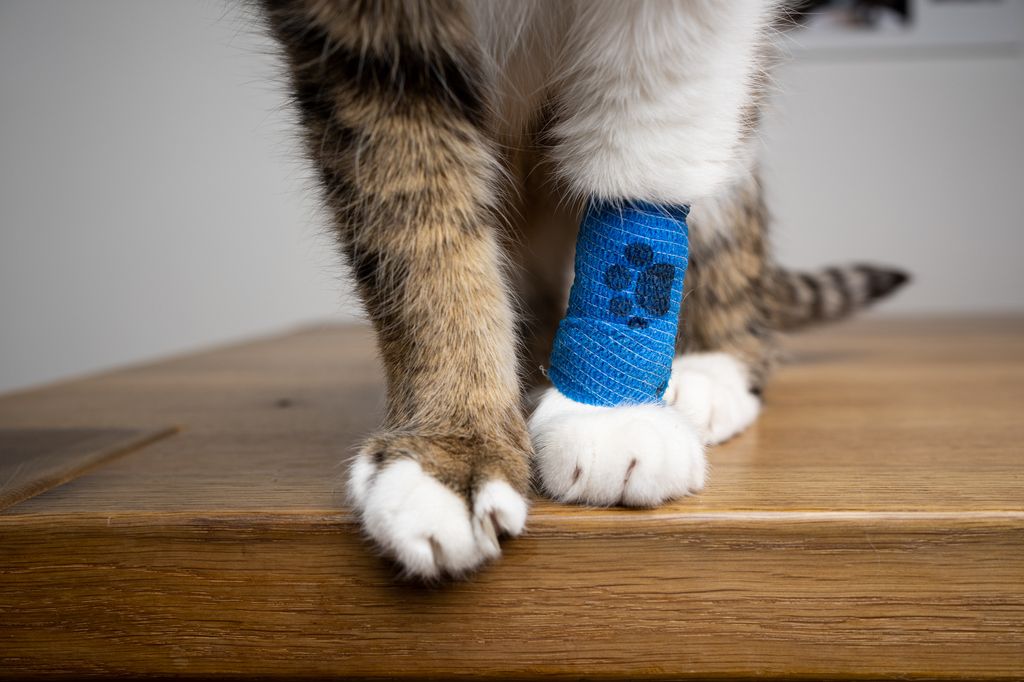 Vassa föremål kan fastna i huden på katten