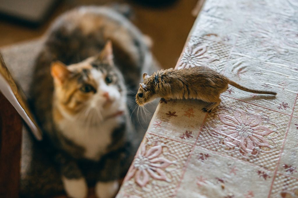 Katter och jakt