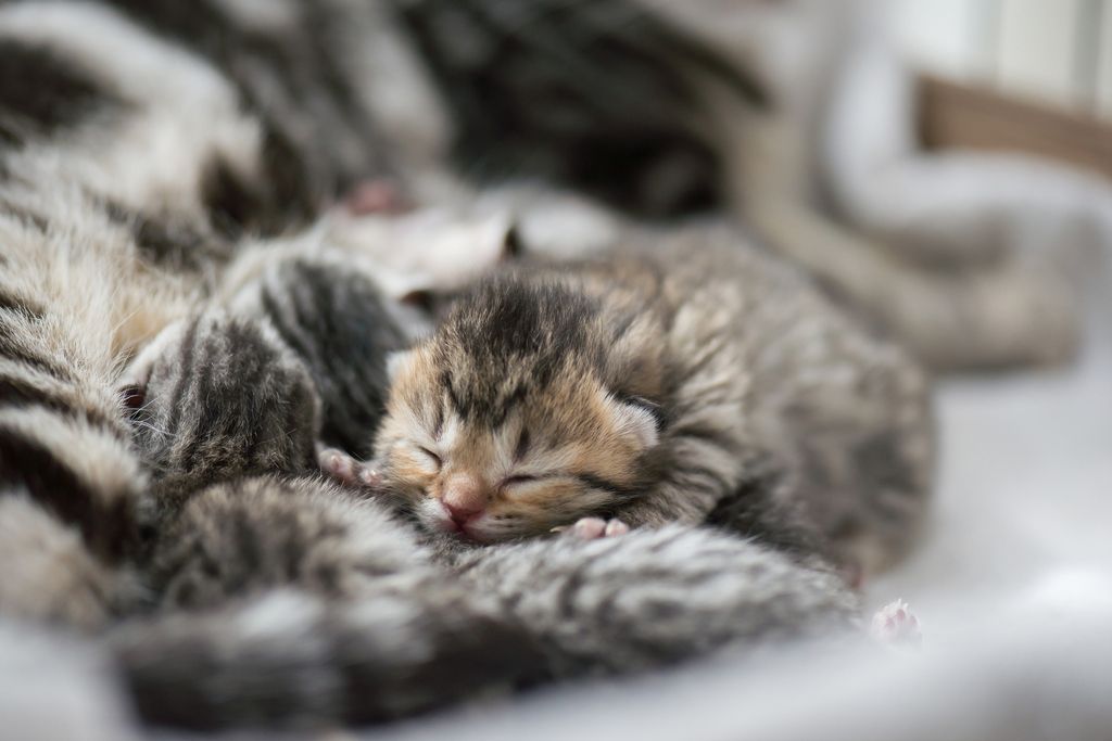 Kattunge ligger och sover.