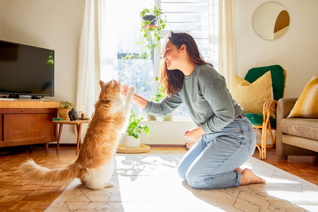 Ge din katt kattmynta genom att spraya, smörja eller placera kattmynta på exempelvis på kattens leksak .