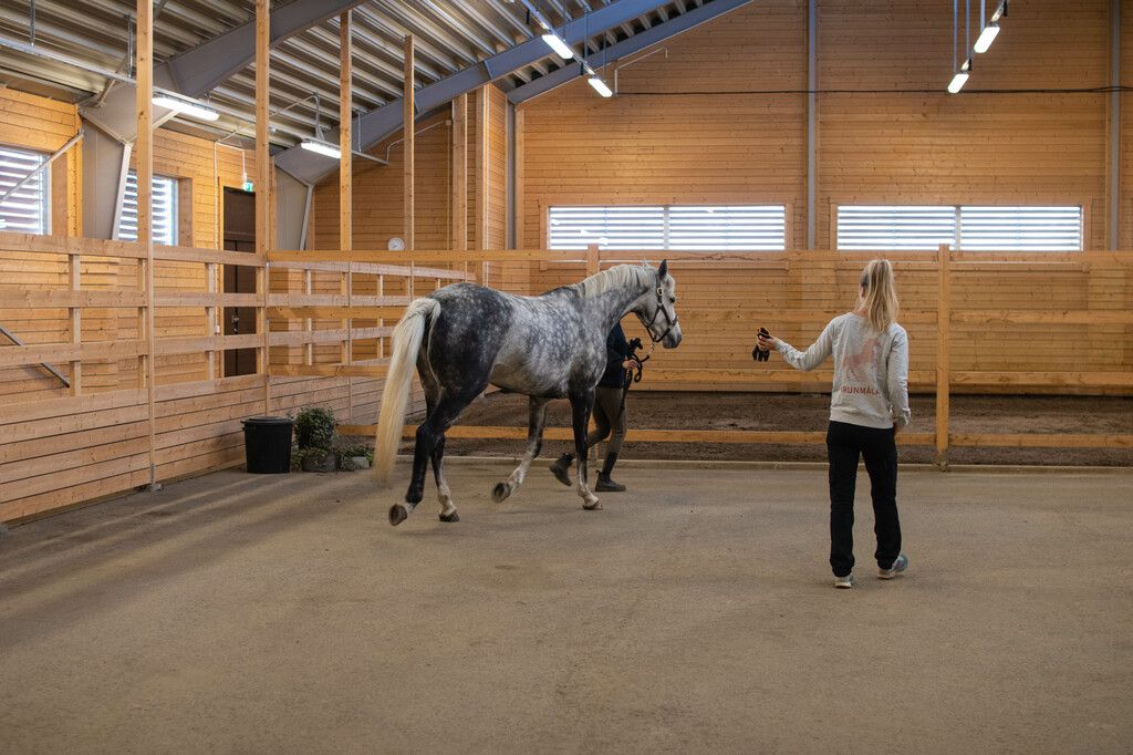En bra veterinär är guld värd