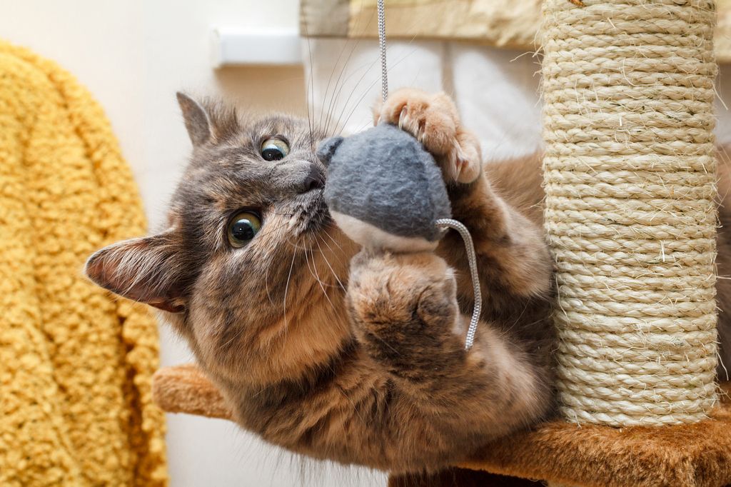 Katt som leker i klösträd.