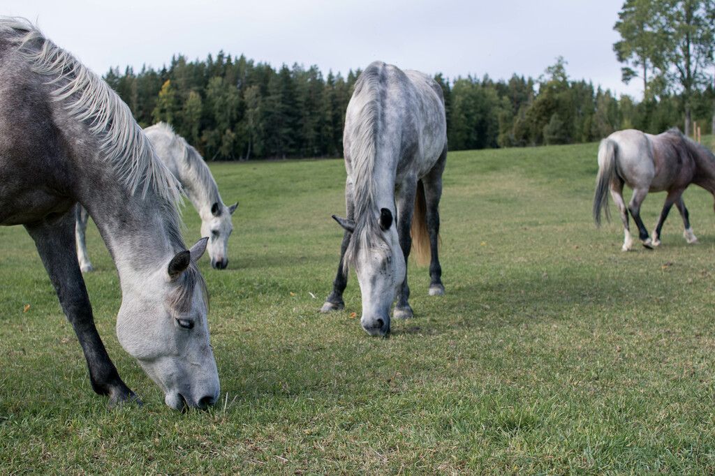 Avblekbara skimlar löper större risk att drabbas av melanom.