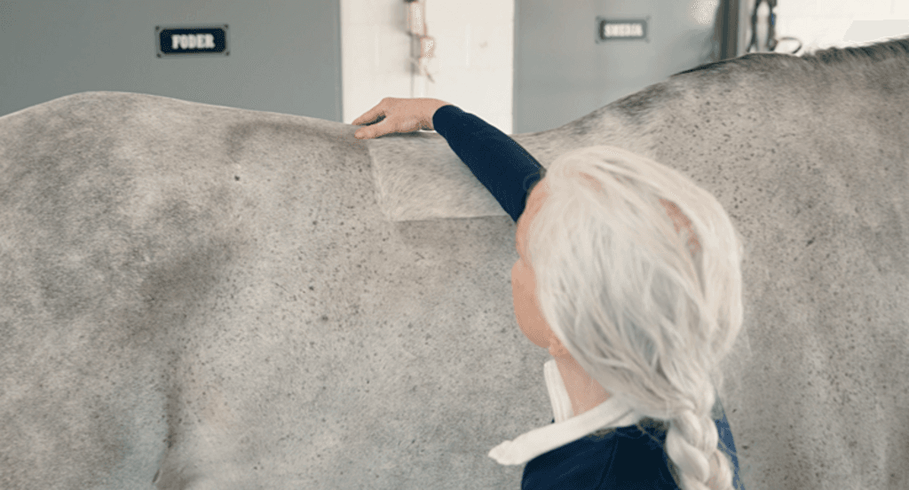 Veterinär Christa von Limburg-Stirum palperar en hästrygg.