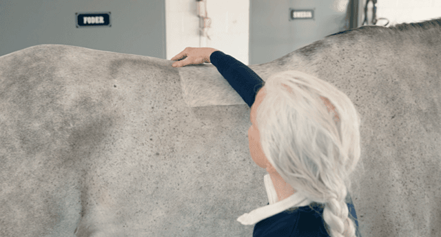 Veterinär Christa von Limburg-Stirum palperar en hästrygg.