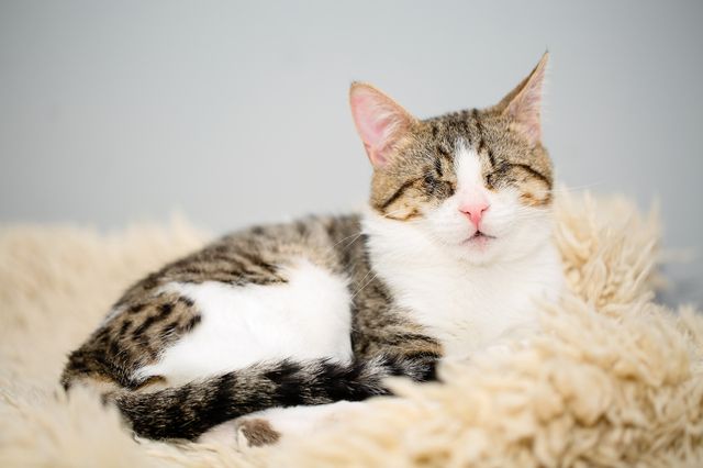 Blind katt ligger på en fårskinnsfäll och vilar.