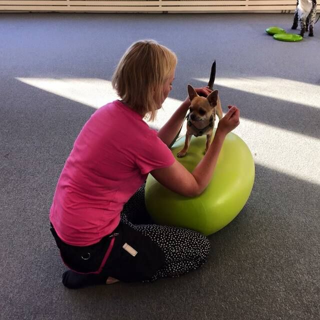 Chihuahua står på balansboll