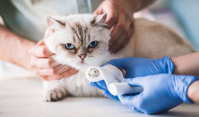 Tassbandage läggs på katt