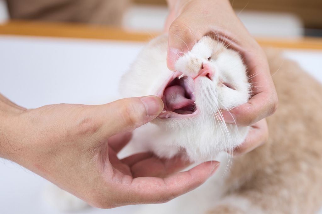 Katt som satt i halsen blir undersökt i munnen.