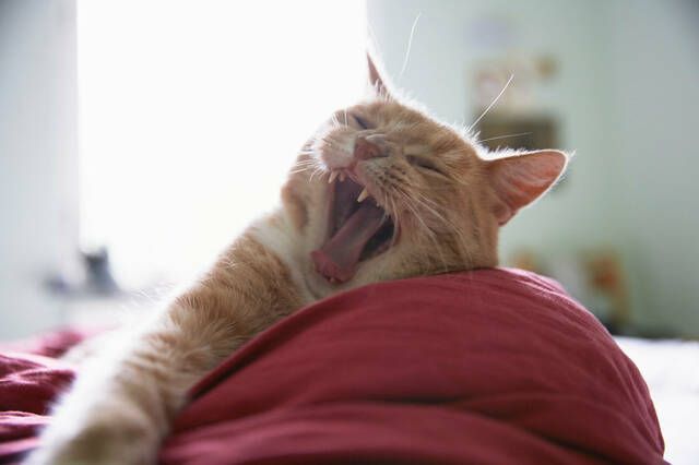 Katter som har ont kan reagera med aggression mot smärta 