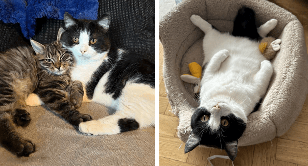 Bilder på Nisse idag. En där han gosar med en annan katt och en där kan ligger i sin korg och njuter.