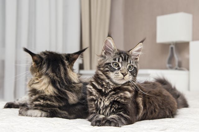 Så introducerar du en ny katt