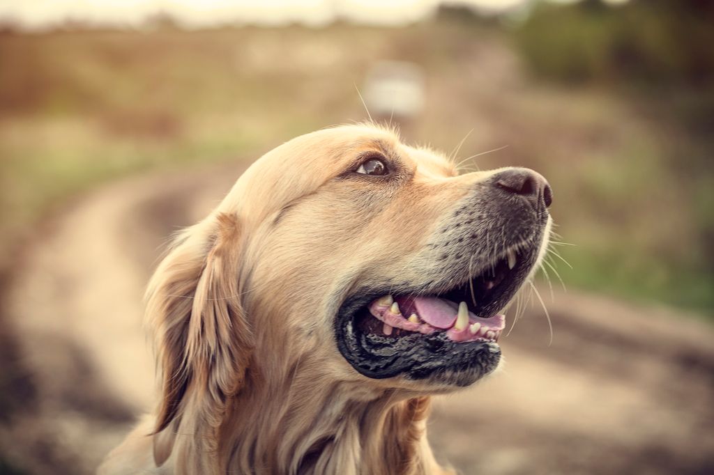 Labrador i profil utomhus.