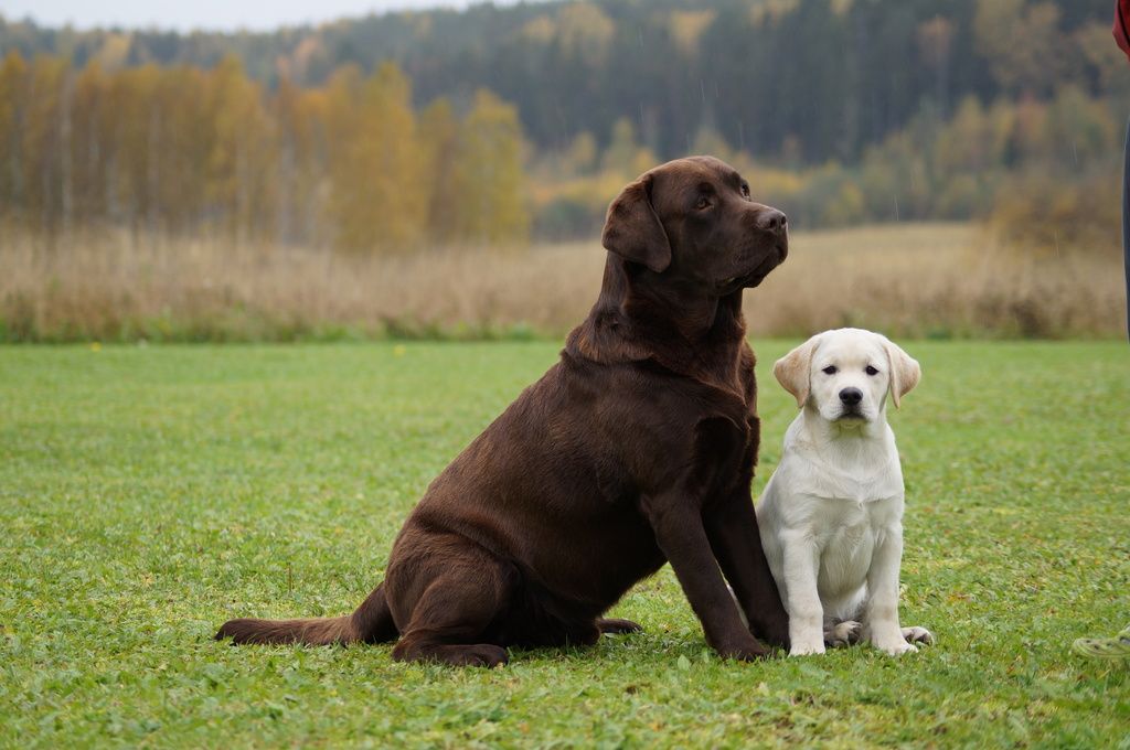 Brun labrador och gul labradorvalp.