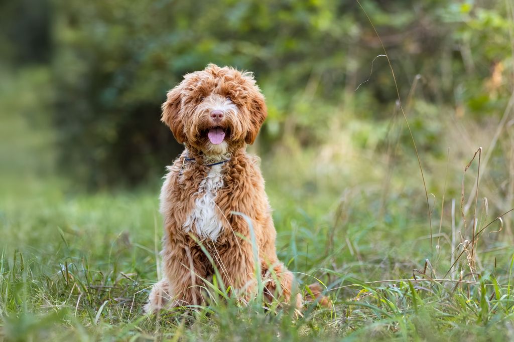 Labradoodle i gräset