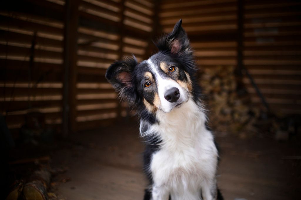 Border collie lyssnar genom att luta huvudet åt sidan.