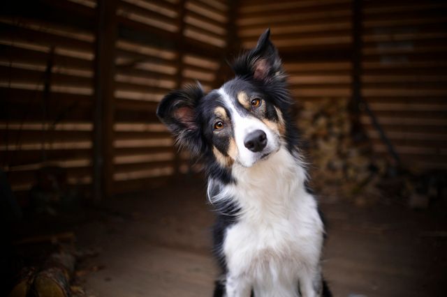 Border collie lyssnar genom att luta huvudet åt sidan.