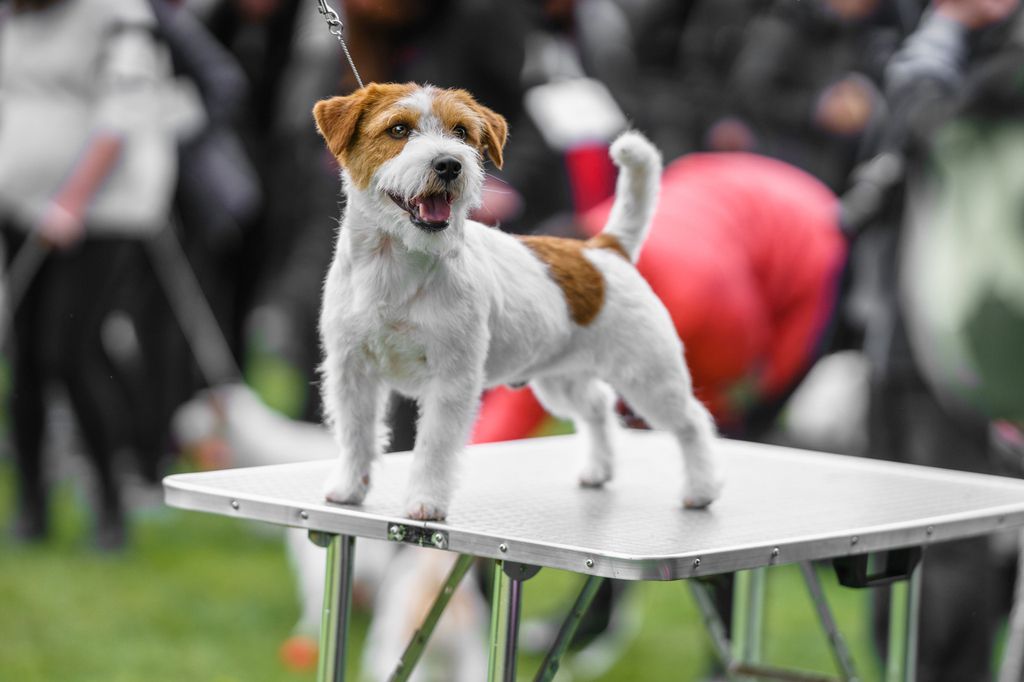 Jack russel på bord under utställning