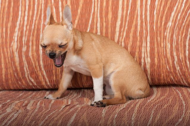 Chihuahua hostar i soffa