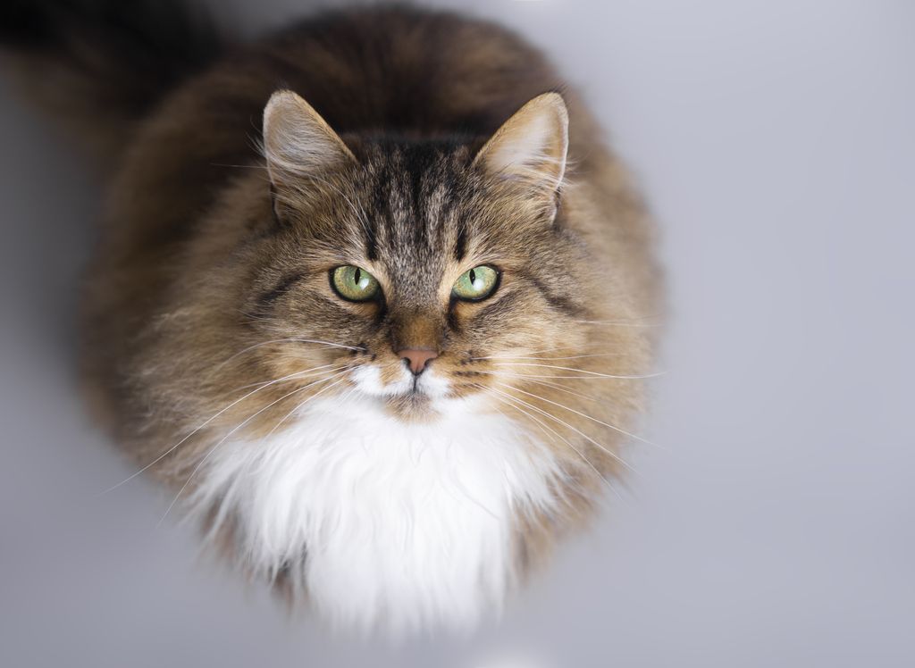 Kattrasen Sibirisk katt