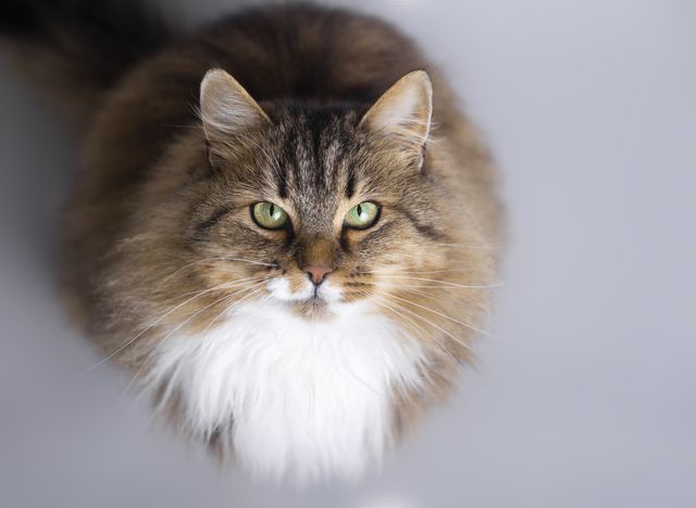 Kattrasen Sibirisk katt