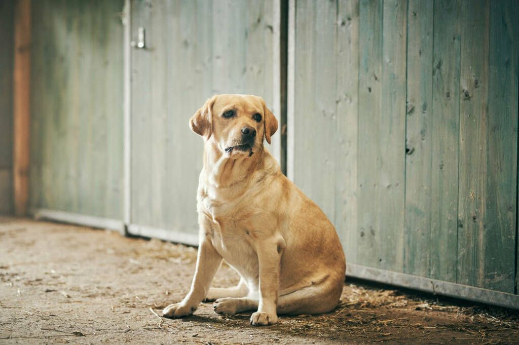 Labrador Retrievers vanliga (och mindre vanliga) sjukdomar och skador