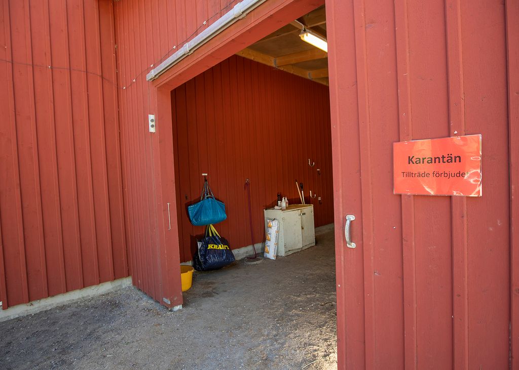 Så undviker du smitta hos häst