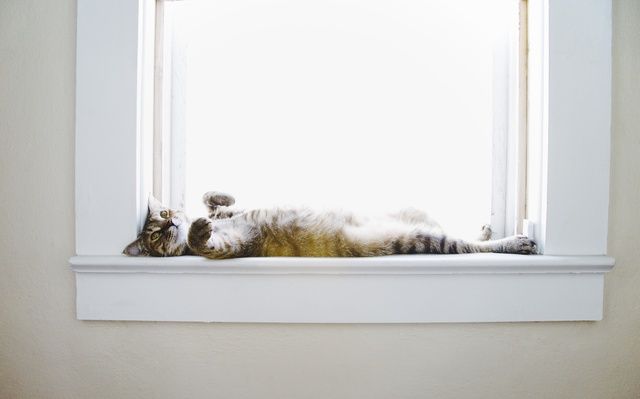 Att katten rullar över på rygg är kattens sätt att visa att den vill ha en vänskaplig relation och stärka banden inom den sociala gruppen