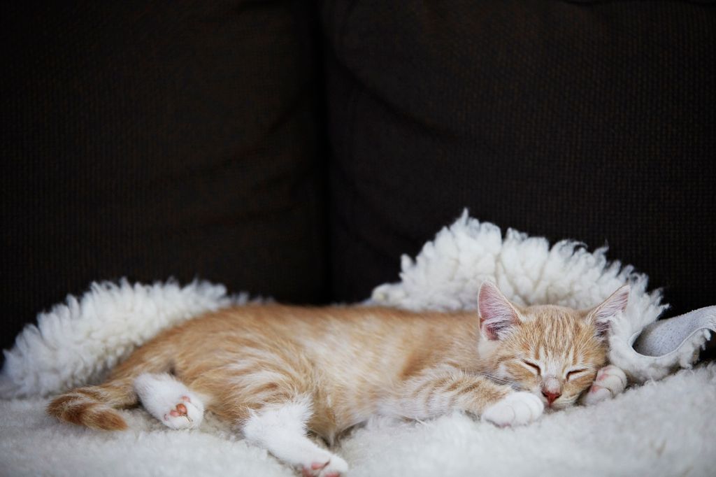 Katt som sover i sängen