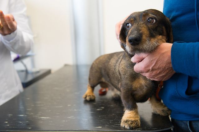 Tax på undersökningsbordet hos veterinären