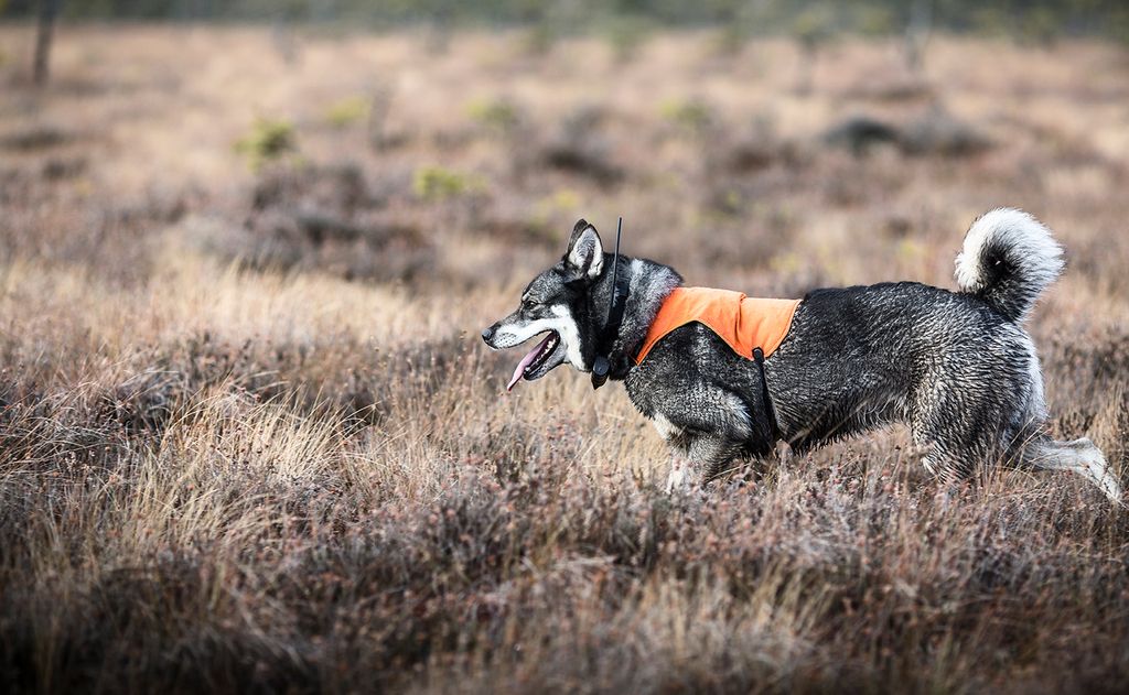 Förmåner för medlemmar i Svenska Jägareförbundet