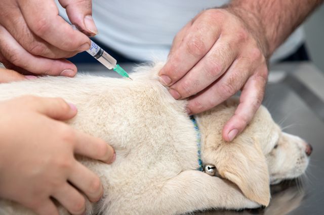 Veterinären sprutar hund i nacken