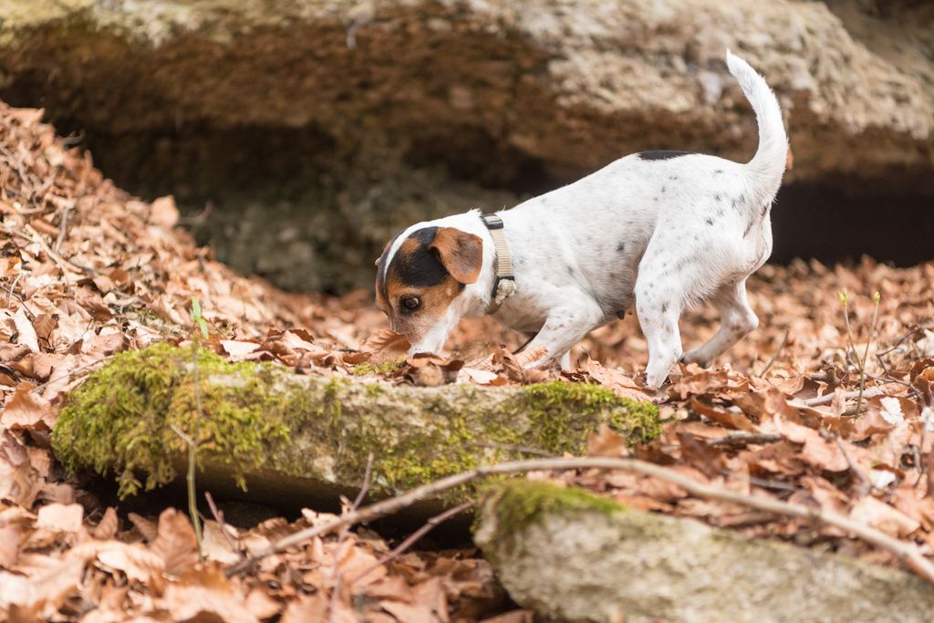 Jack russell terrier jagar i gryt.