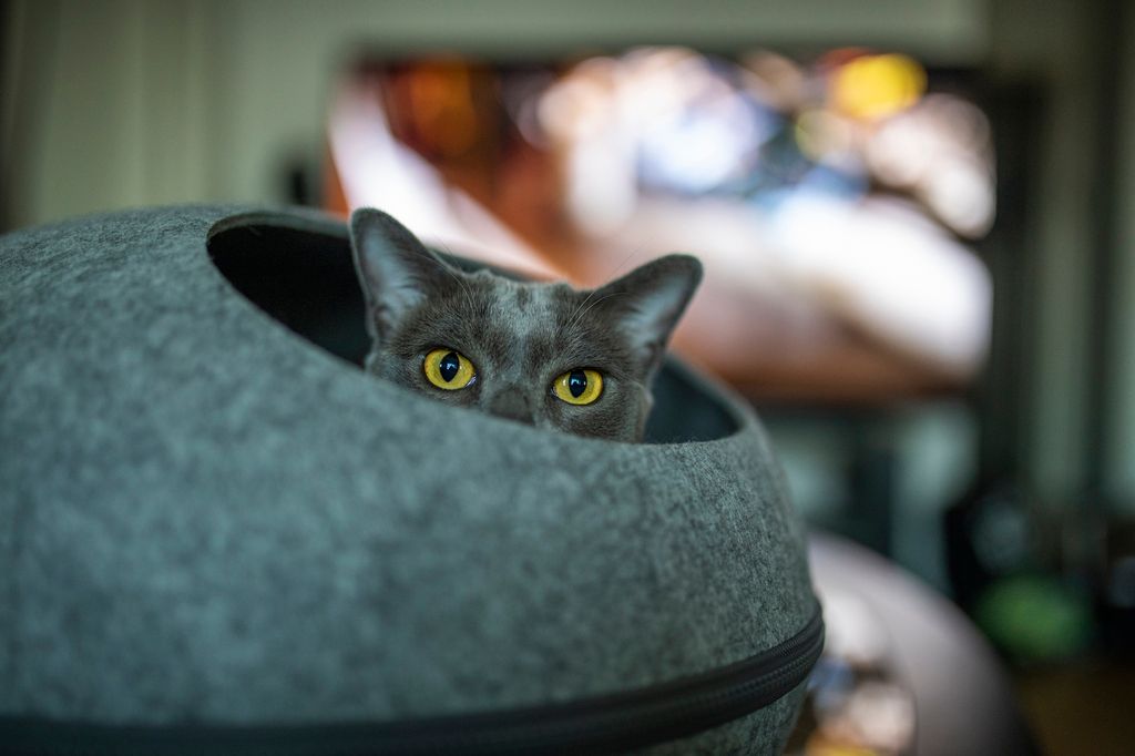 Kattens öron säger mycket om vad den känner
