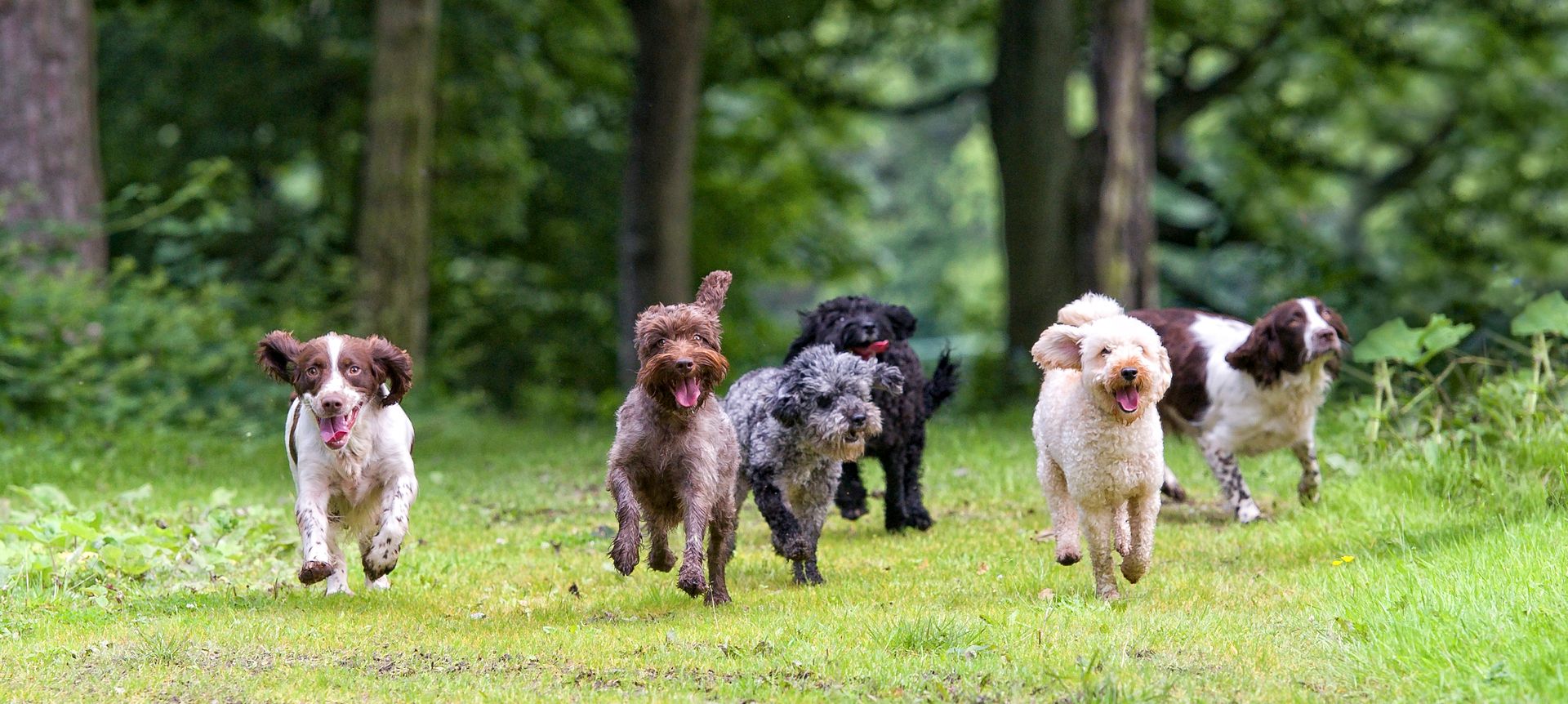 En flock hundar springer på gräs mot kameran