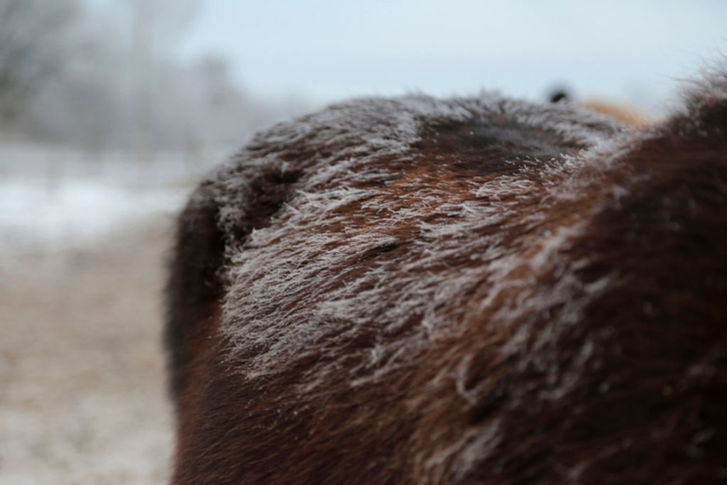 Häst har frost i pälsen