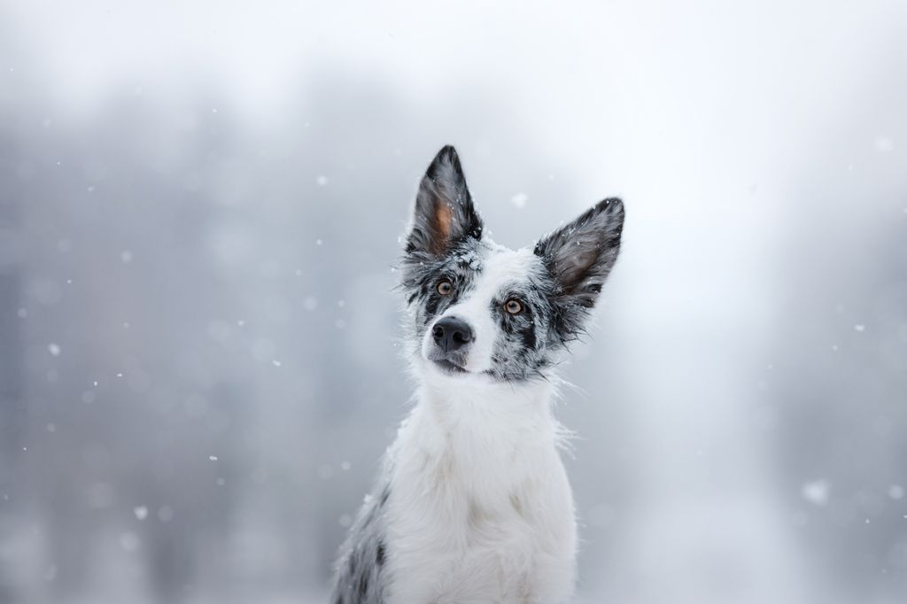 Sport dog