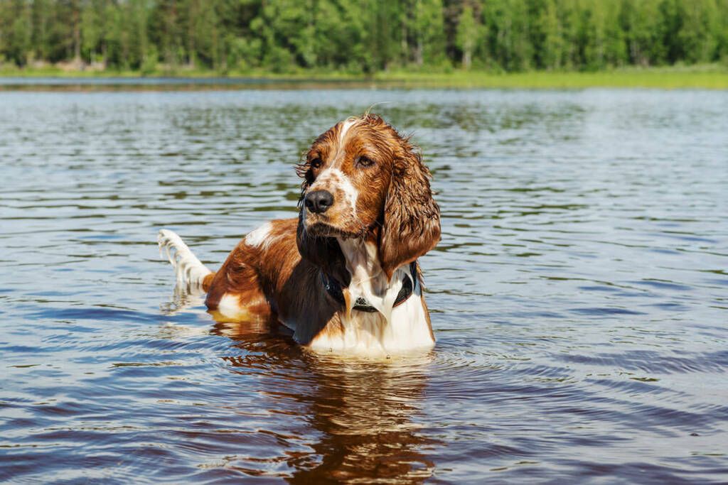 Hund som dricker algblommande vatten kan bli förgiftad.