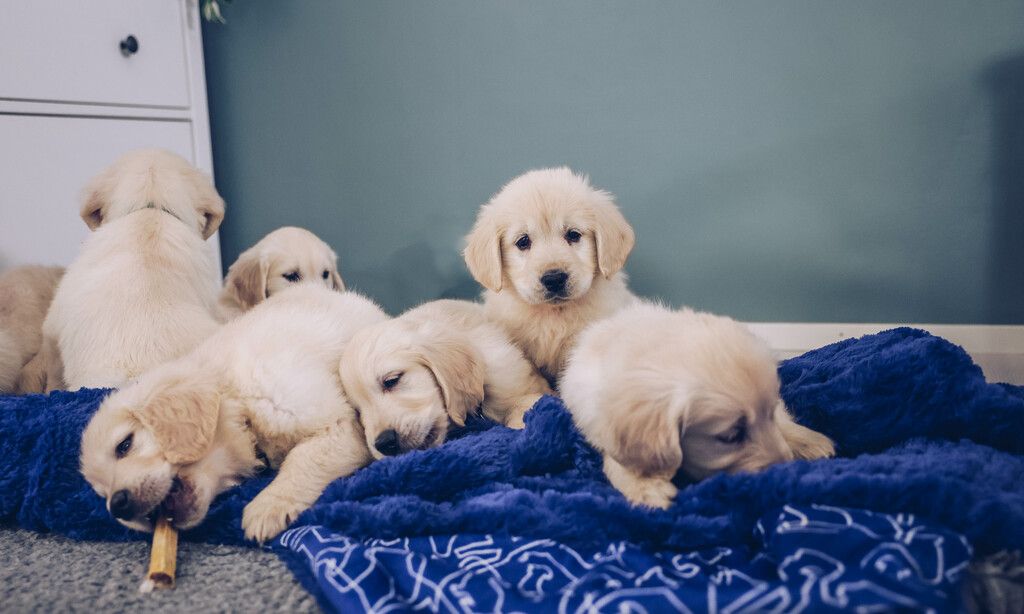 Kull med golden retrievervalpar