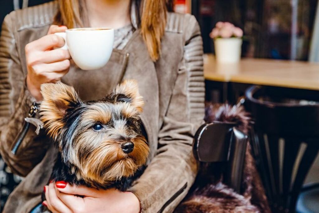Hund på restaurang med sin matte