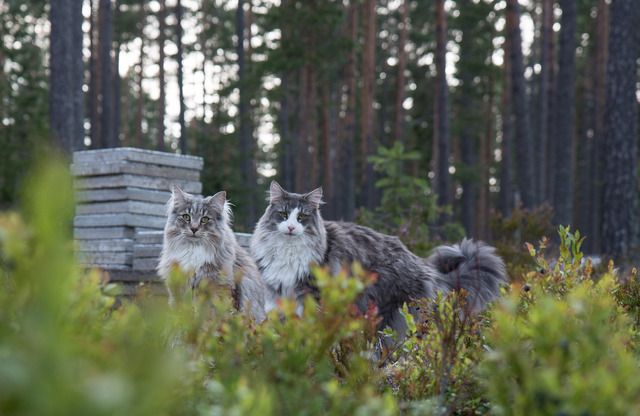 Två norska skogkatter ute i skogen och strövar.