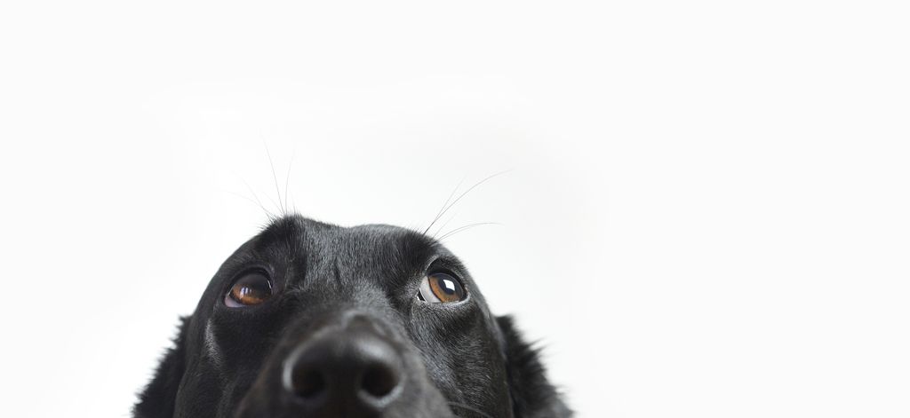 Saker vi gör som hunden inte gillar