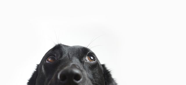 Saker vi gör som hunden inte gillar
