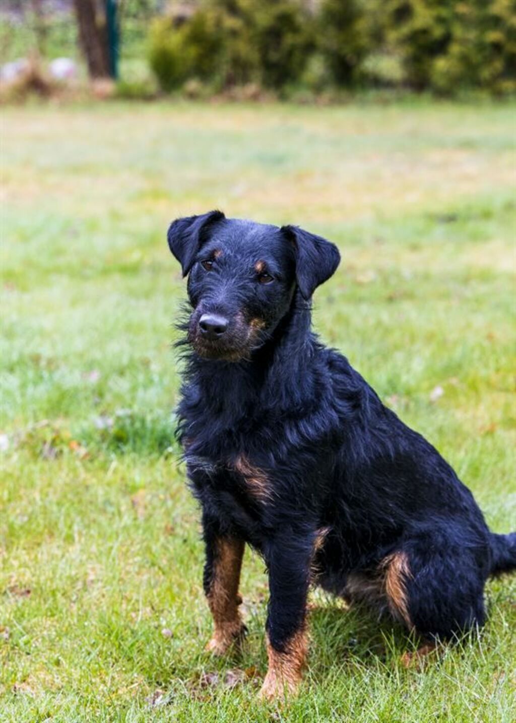 Svart hund sitter på gräset