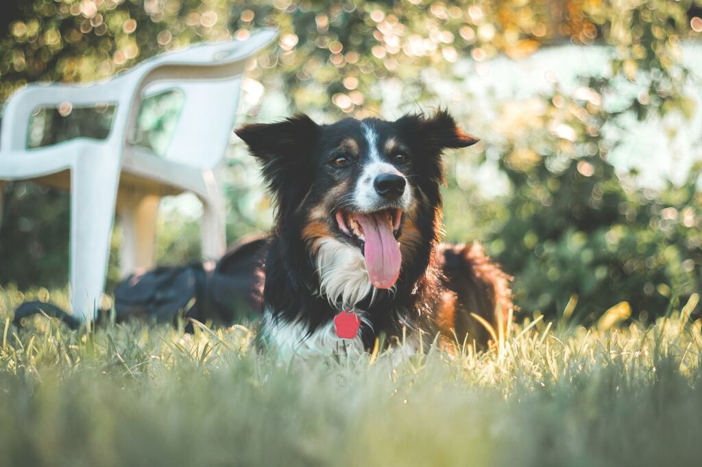 Varm hund en sommardag.