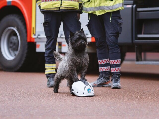 Årets bragdhund 2025